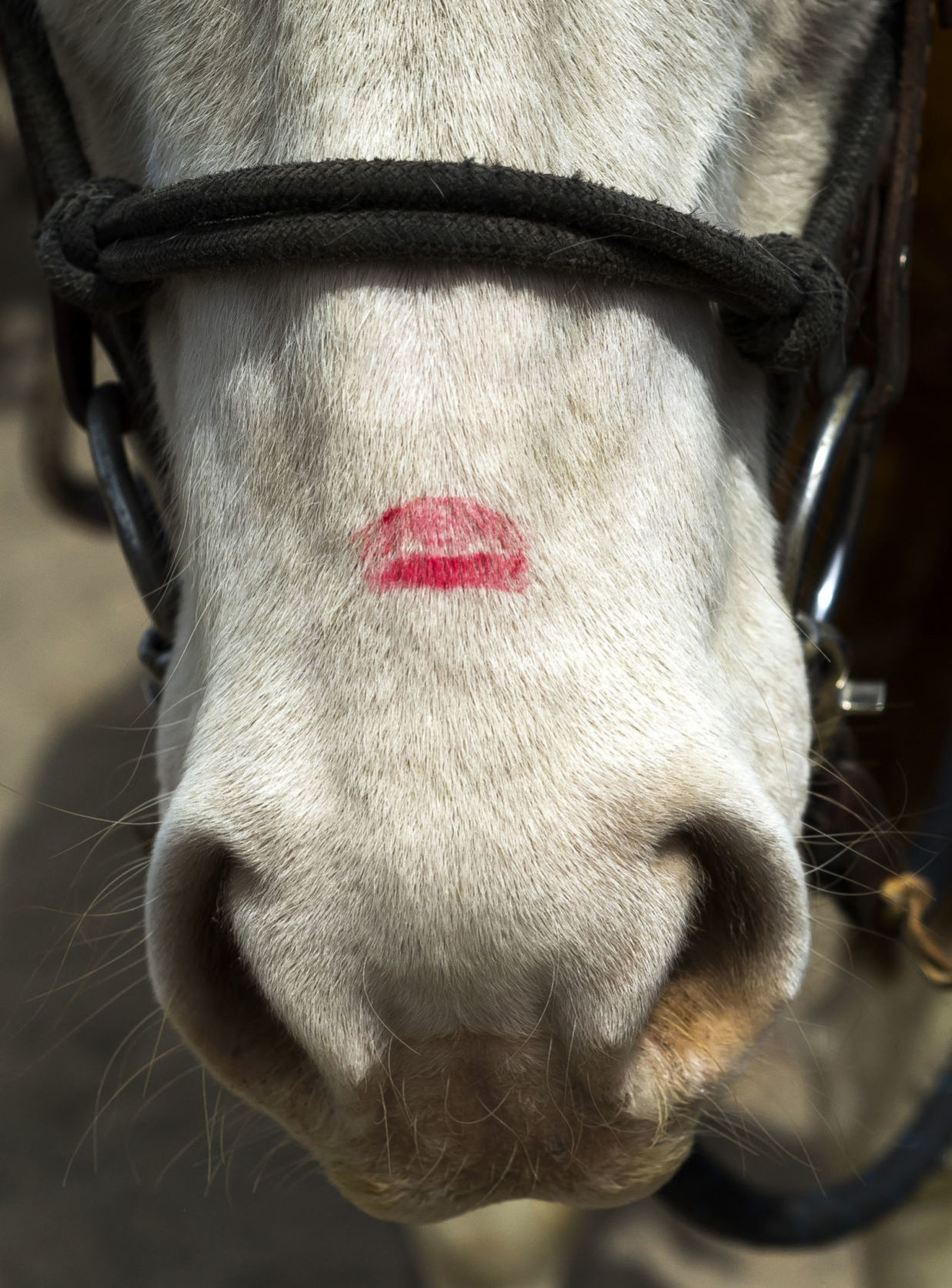 Jackson Police Department Citizens Mounted Unit